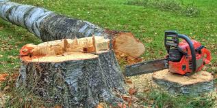 Best Storm Damage Tree Cleanup  in Crestview Hills, KY